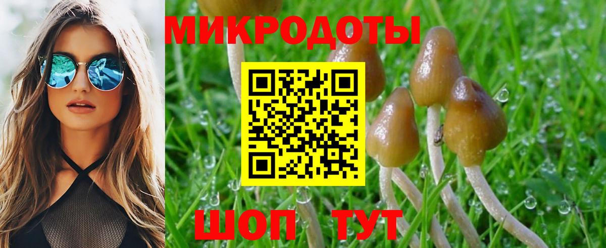 Галлюциногенные грибы Psilocybine cubensis Красноармейск